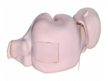 婴儿腰椎穿刺训练模型（小儿腰穿模型）