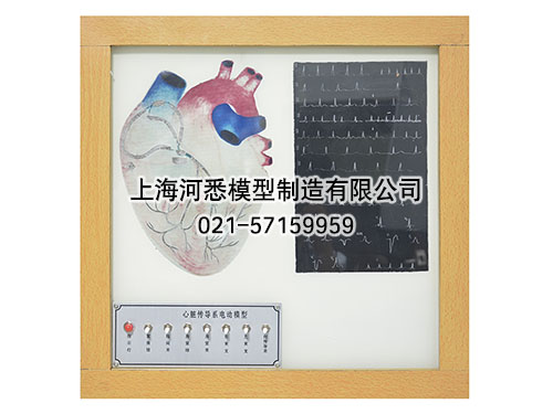 心脏传导系电动模型