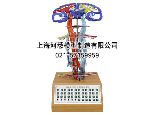 微电脑中枢神经传导直观模型