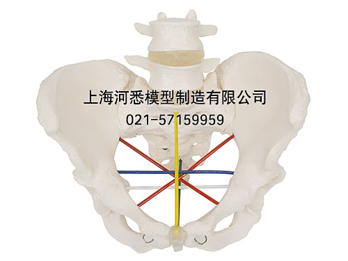 骨盆测量示教模型