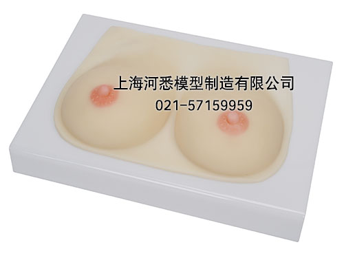 母乳喂养乳房模型