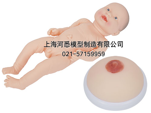 母乳喂养哺乳模型