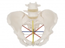 骨盆测量示教模型