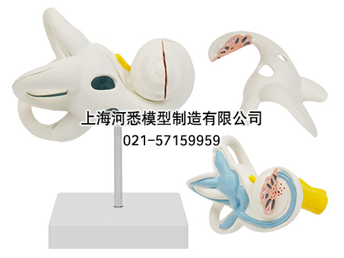 内耳解剖放大模型