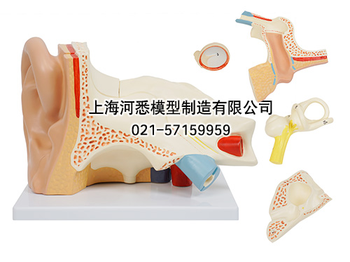 耳解剖放大模型