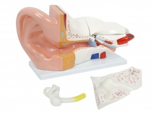 耳解剖放大模型（放大5倍，4部件）