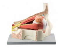 眼球与眼眶放大模型（放大5倍，11部件）