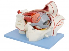 眼球与眼眶附血管神经放大模型
