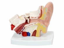 耳解剖放大模型（放大1.5倍，1部件）