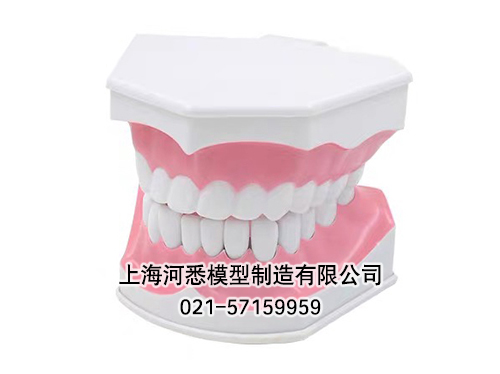 牙保健模型,口腔护理模型,牙齿护理模型