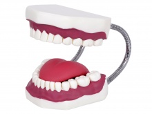 口腔牙齿护理模型