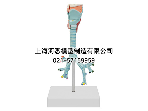 喉气管支气管及肺段支气管解剖模型