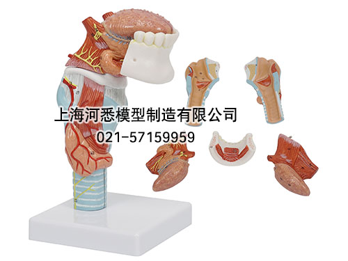 喉附舌牙模型