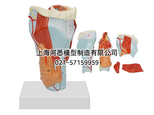 喉软骨及喉肌解剖放大模型