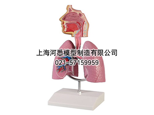 哮喘模型