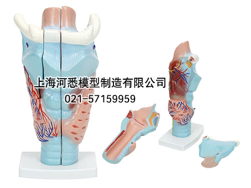咽喉解剖模型