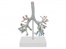 支气管树模型