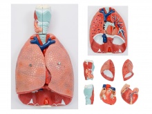 喉、心、肺模型（呼吸系统模型）