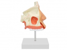 鼻腔解剖放大模型