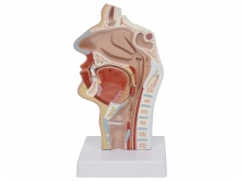 鼻腔口腔纵切模型