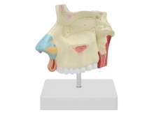 鼻腔解剖放大模型（3部件）