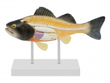 鲈鱼解剖模型（动物医学解剖模型）