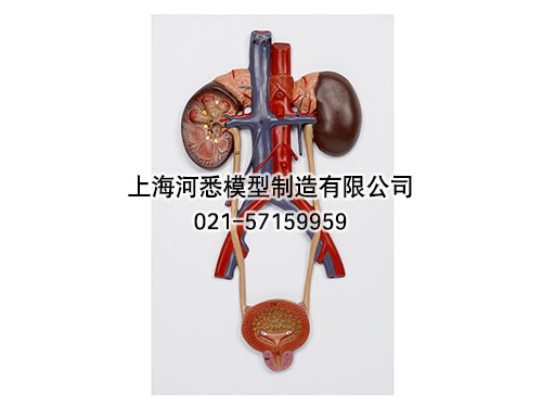 泌尿系统模型