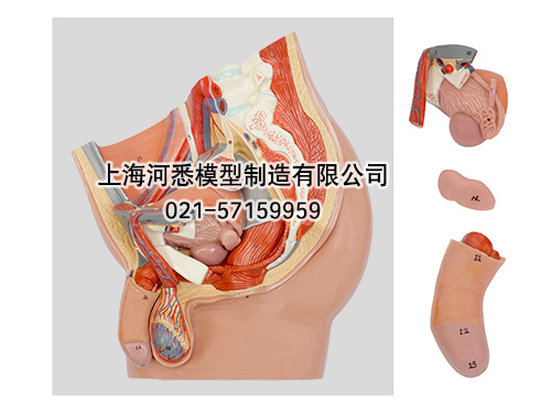 男性盆腔矢状切模型