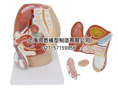 男性盆腔矢状切面模型