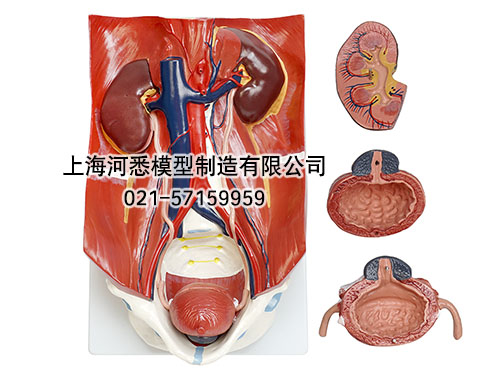 泌尿系统模型,泌尿系统附腹后壁模型