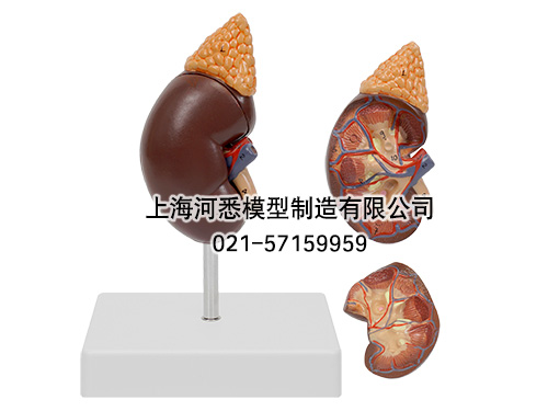 肾解剖附肾上腺模型