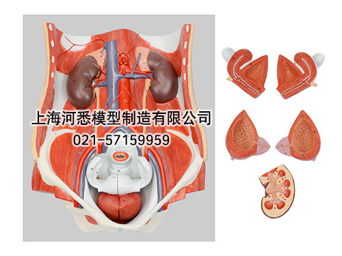 两性泌尿系统模型