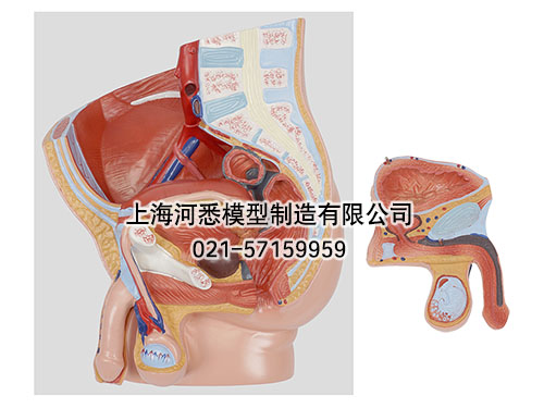 男性盆腔矢状切模型