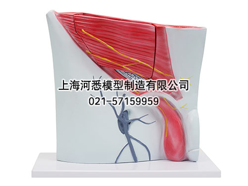 腹股沟层次解剖模型