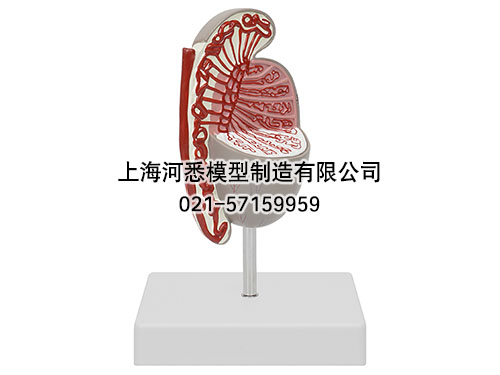 睾丸解剖放大模型