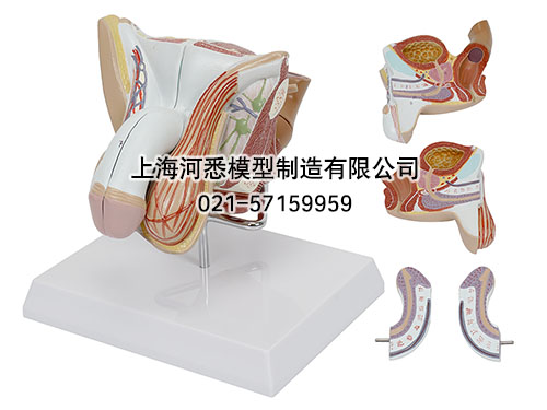 男性生殖器模型,男性生殖器官结构模型