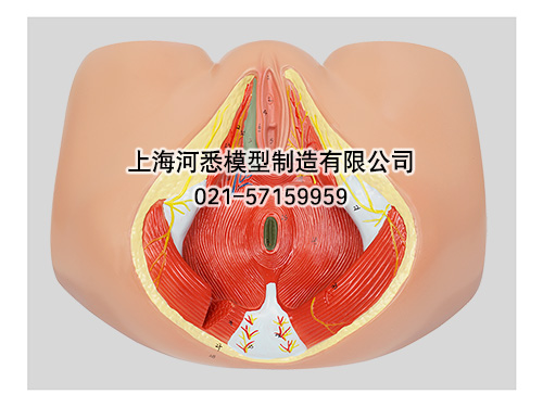 女性会阴模型