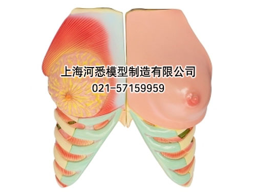 乳房解剖模型