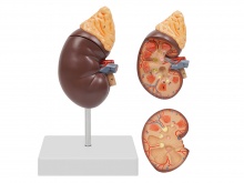 肾解剖附肾上腺模型（放大1.5倍）
