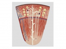 肾单位放大模型