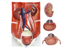 泌尿系统模型（泌尿系统附腹后壁模型）