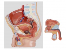 男性盆腔矢状切模型（2部件）