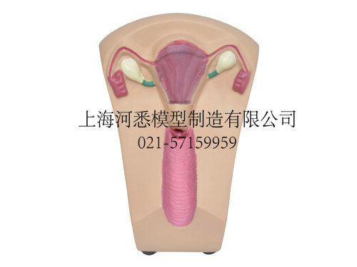 宫内节育器放置与取出模型