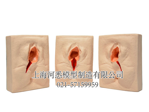 会阴切开缝合模型