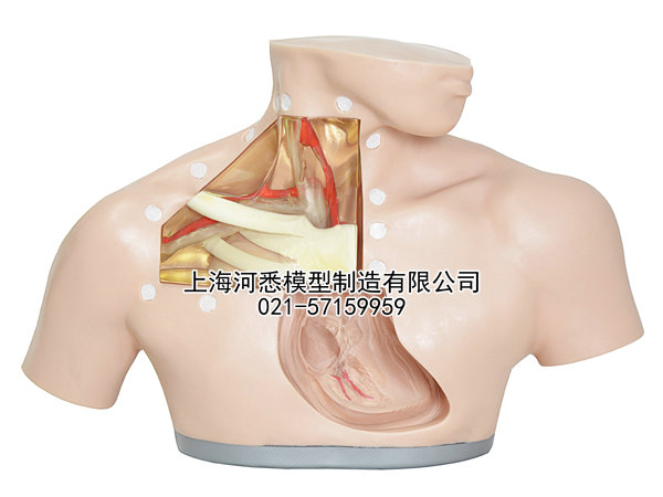 中心静脉穿刺置管训练操作模型