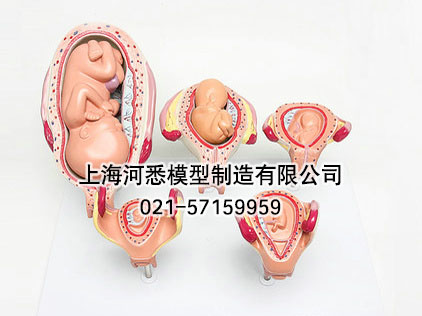 人体胚胎发育模型经典5阶段