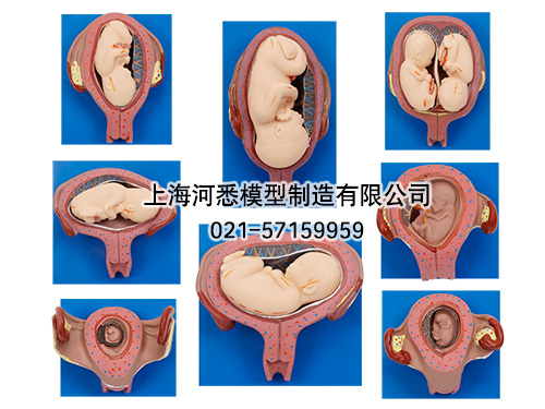 妊娠胚胎发育过程模型