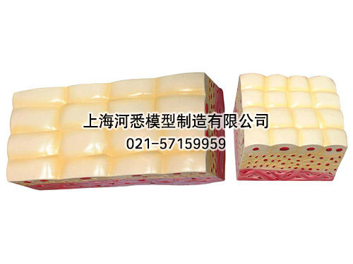 变移上皮组织模型
