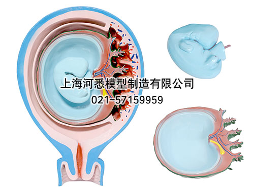 胎儿胎膜与子宫关系模型