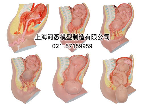 足月胎儿分娩过程模型